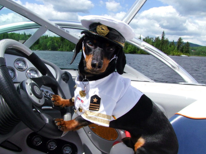 dachshund-captain-boat