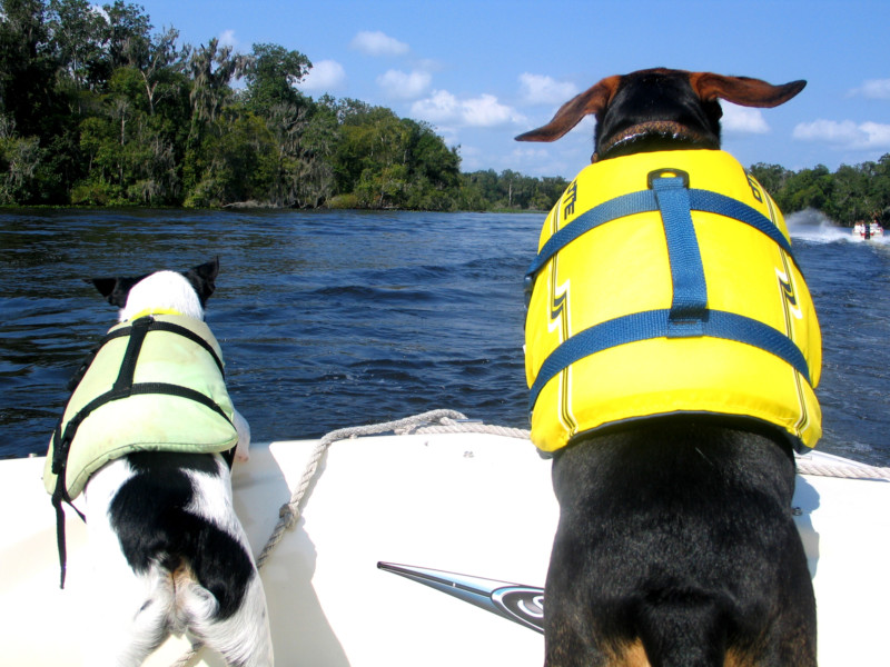 dogs on a boat with life vests in the front of a boat in the wind having fun