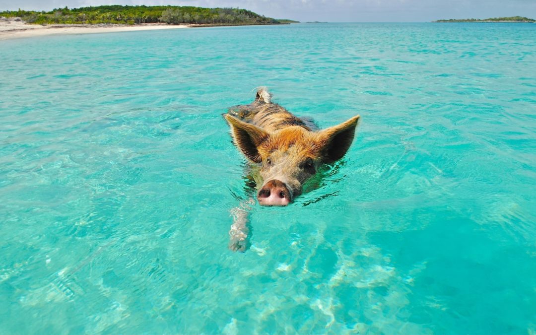 Gite in barca ed escursioni locali alle Bahamas