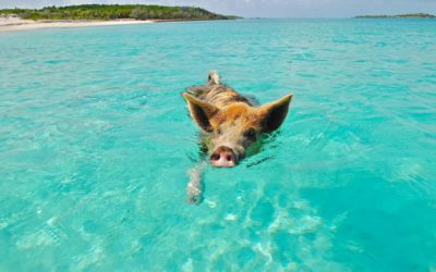 Gite in barca ed escursioni locali alle Bahamas
