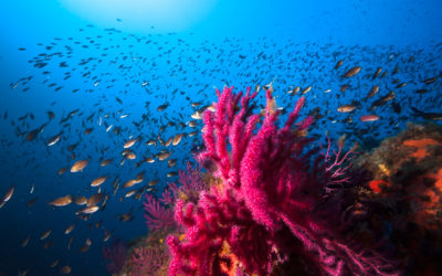 Charter per immersioni ed escursioni in barca in Sardegna