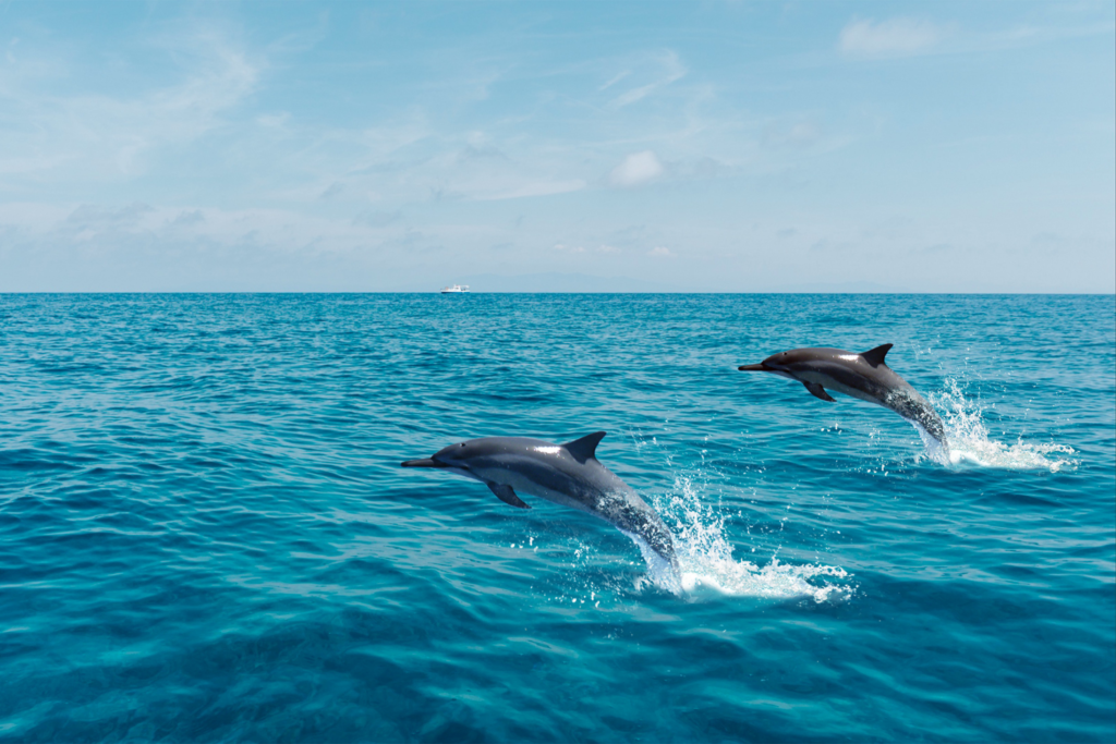 Delfini che saltano in mare