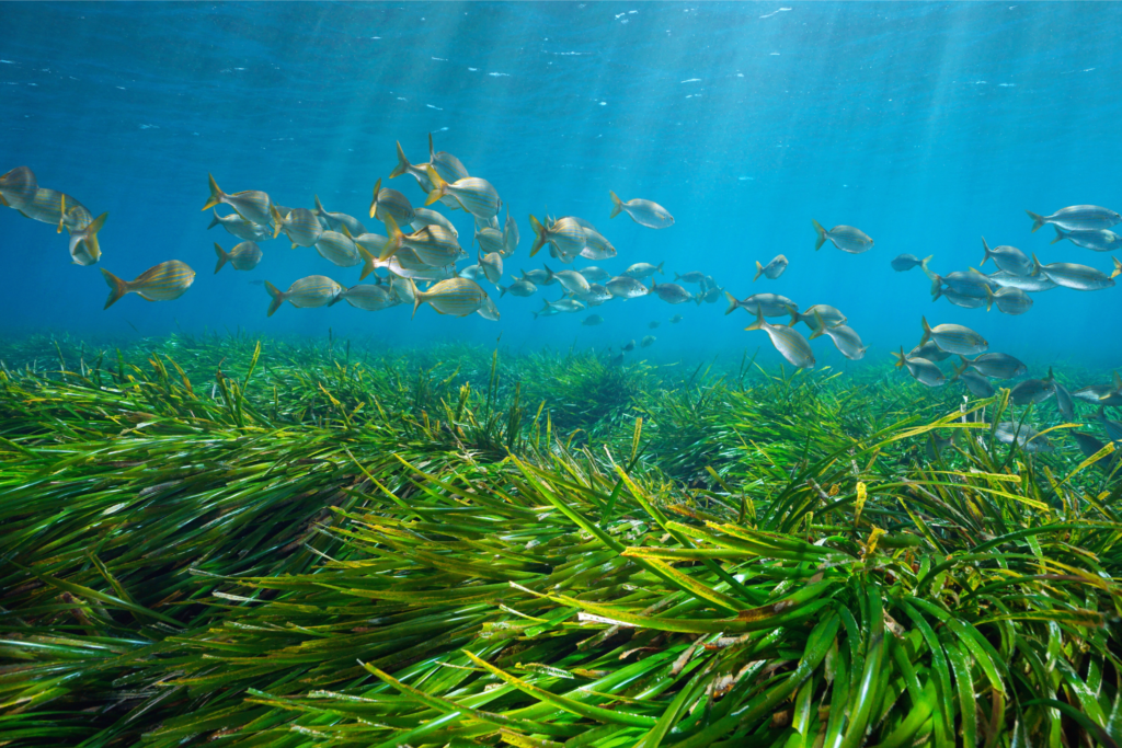 Prateria marina con un banco di pesci