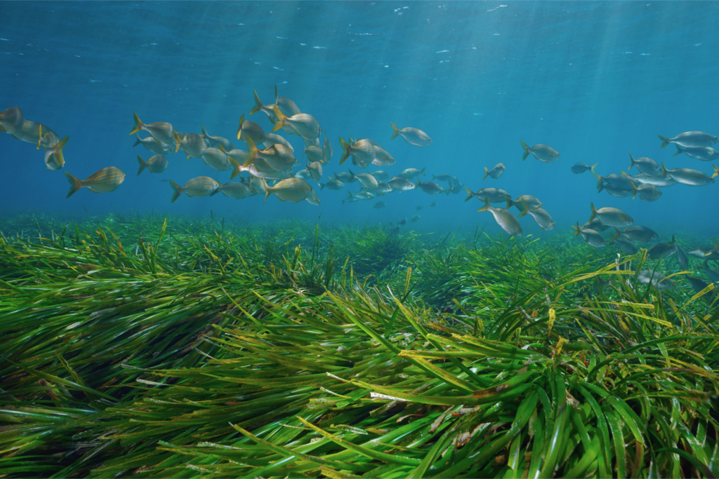 Prateria di posidonia nel Mediterraneo, fondamentale per la biodiversità marina